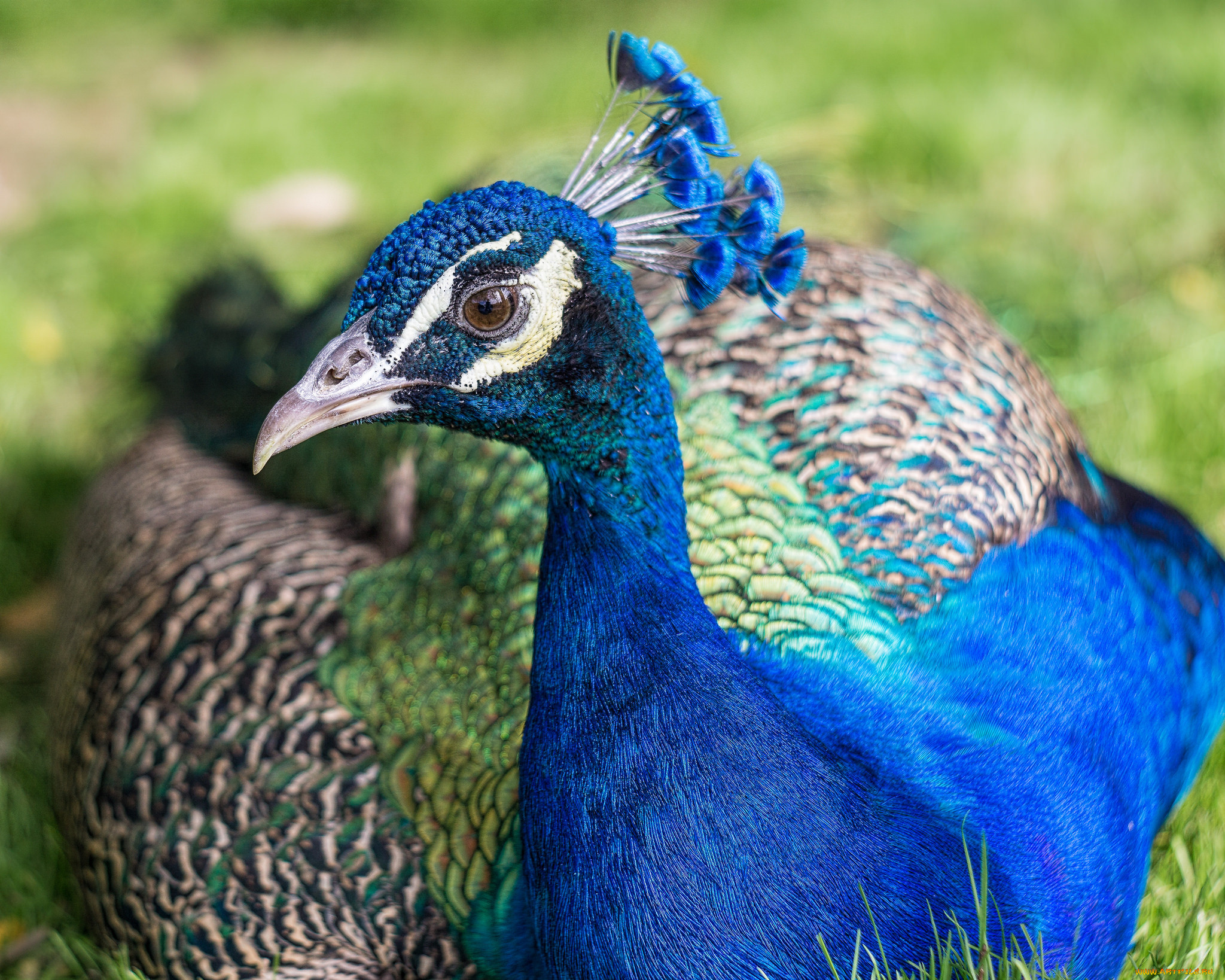 ��������, �������, �����, �����, ����, �����, ������